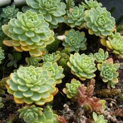 Sempervivum - Dachwurz - Hauswurz